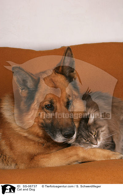 Hund und Katze / Cat and Dog / SS-06737