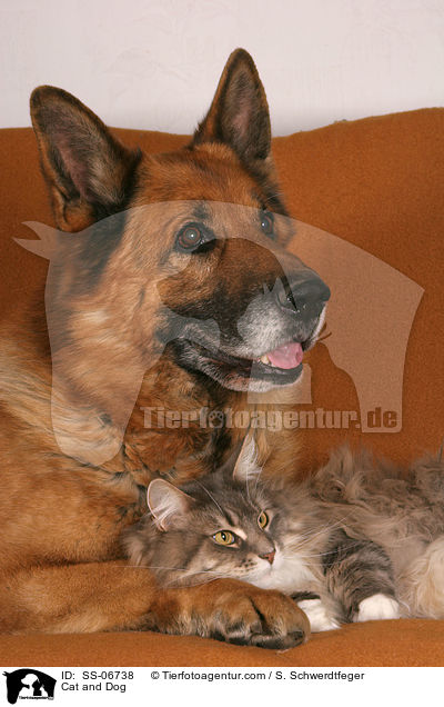 Hund und Katze / Cat and Dog / SS-06738