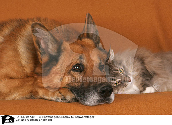 Deutscher Schferhund und Katze / Cat and German Shepherd / SS-06739