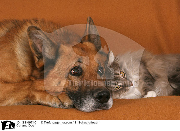 Hund und Katze / Cat and Dog / SS-06740