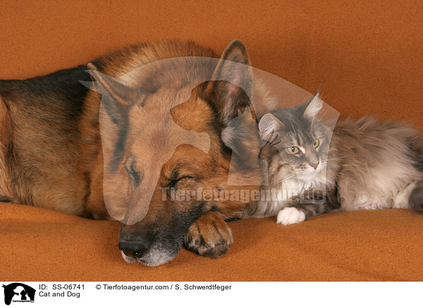 Hund und Katze / Cat and Dog / SS-06741