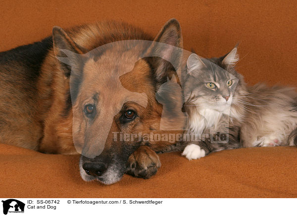 Hund und Katze / Cat and Dog / SS-06742