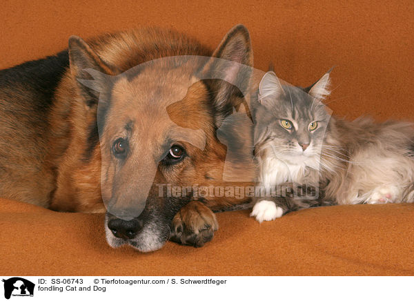 Hund kuschelt mit Katze / fondling Cat and Dog / SS-06743