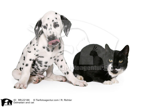 Dalmatian and cat / RR-22186