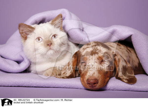 Dackel und Britisch Kurzhaar / teckel and british shorthair / RR-22724