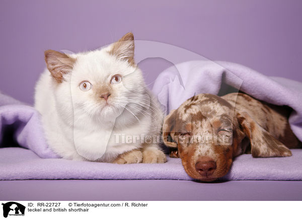 teckel and british shorthair / RR-22727