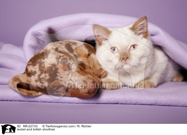 Dackel und Britisch Kurzhaar / teckel and british shorthair / RR-22733