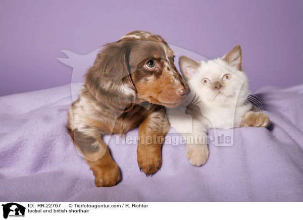 Dackel und Britisch Kurzhaar / teckel and british shorthair / RR-22767