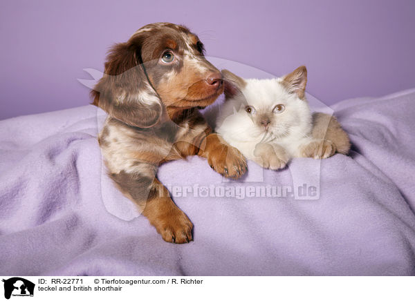 Dackel und Britisch Kurzhaar / teckel and british shorthair / RR-22771
