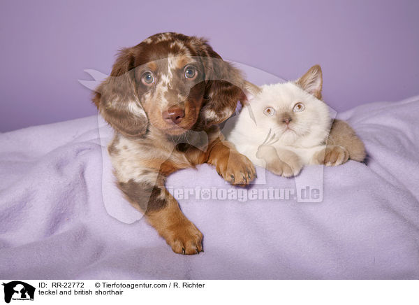 Dackel und Britisch Kurzhaar / teckel and british shorthair / RR-22772