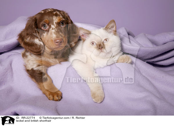 teckel and british shorthair / RR-22774