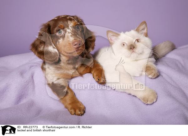 Dackel und Britisch Kurzhaar / teckel and british shorthair / RR-22773