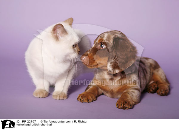 Dackel und Britisch Kurzhaar / teckel and british shorthair / RR-22797