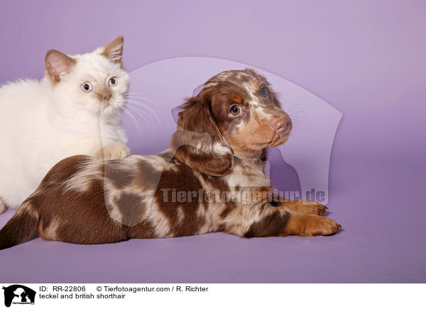 teckel and british shorthair / RR-22806