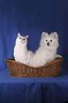 pomeranian and cat in the basket