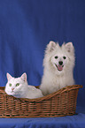 pomeranian and cat in the basket