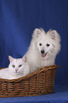 pomeranian and cat in the basket