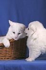 cat & pomeranian puppy
