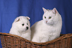 cat & pomeranian puppy