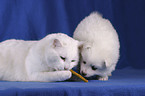 cat & pomeranian puppy