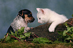 puppy and kitten