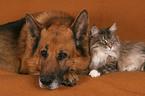 Cat and Dog