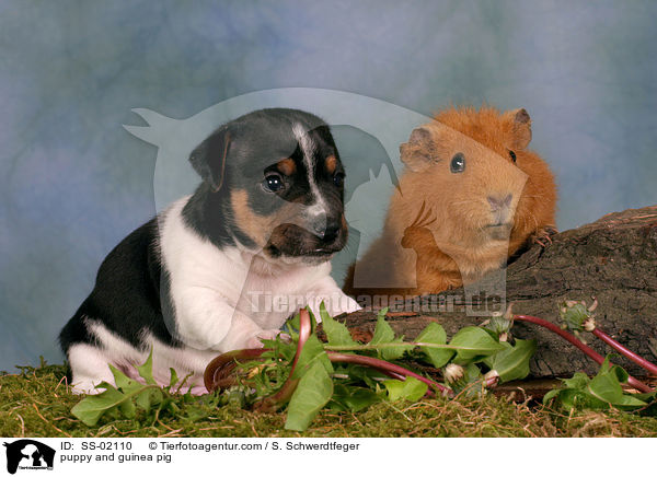 Hundewelpe und Meerschwein / puppy and guinea pig / SS-02110