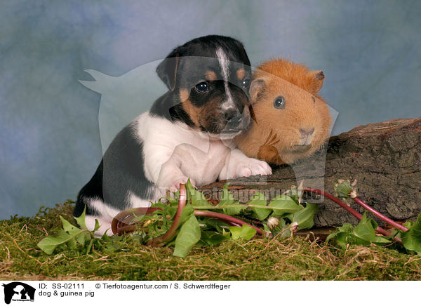 dog & guinea pig / SS-02111
