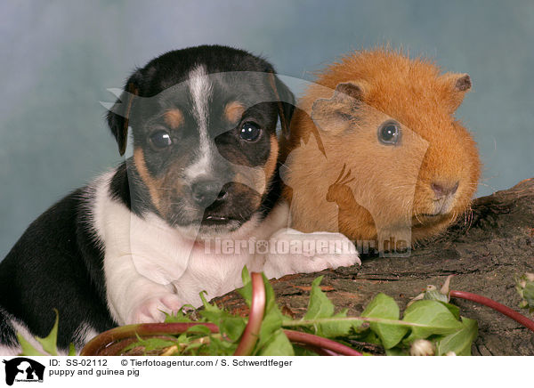 puppy and guinea pig / SS-02112