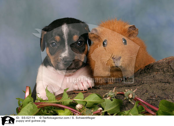 Hundewelpe und Meerschwein / puppy and guinea pig / SS-02114