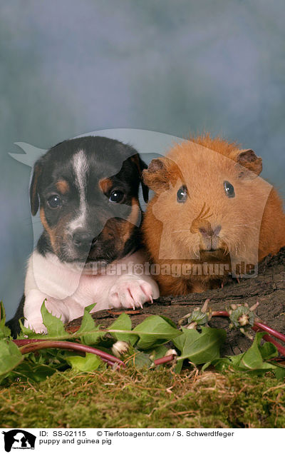 Hundewelpe und Meerschwein / puppy and guinea pig / SS-02115