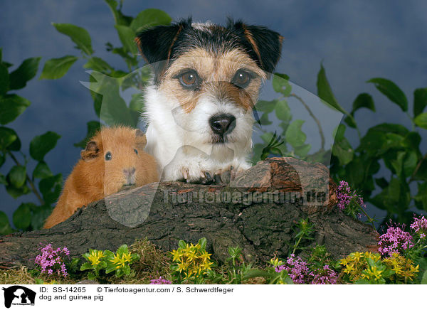 dog and guinea pig / SS-14265