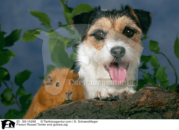 Parson Russel Terrier und Meerschwein / Parson Russel Terrier and guinea pig / SS-14266