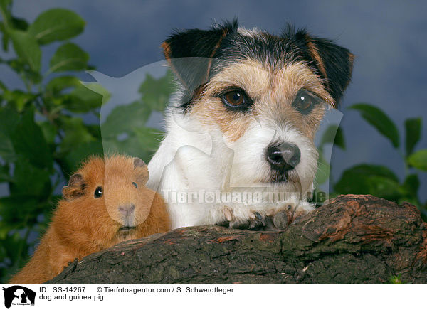 dog and guinea pig / SS-14267