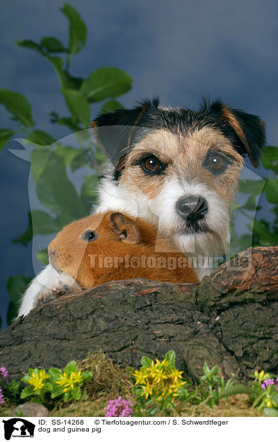 dog and guinea pig / SS-14268