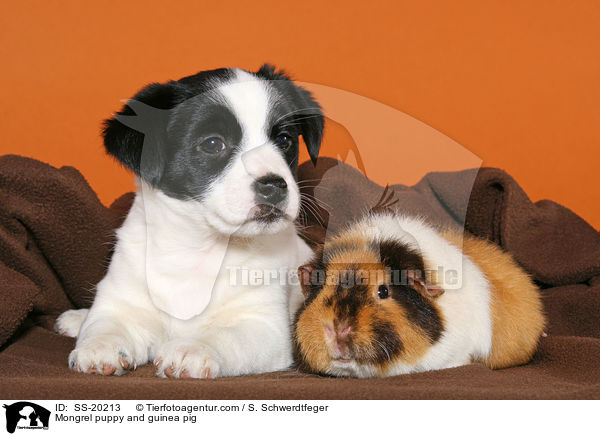 Terrier Welpe und Meerschwein / Mongrel puppy and guinea pig / SS-20213