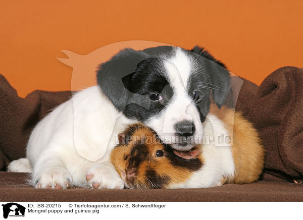 Terrier Welpe und Meerschwein / Mongrel puppy and guinea pig / SS-20215