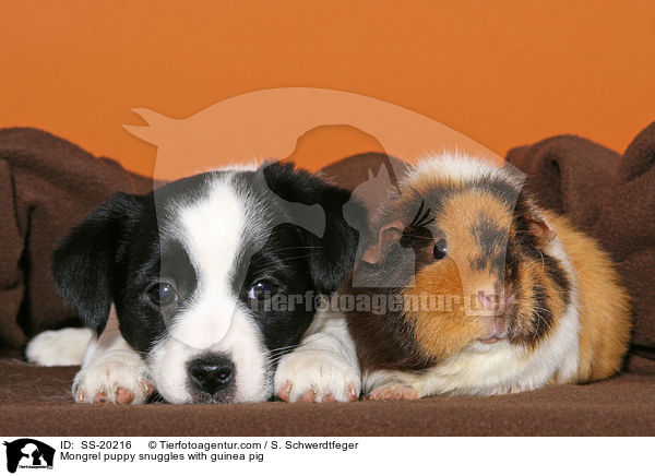 Mongrel puppy snuggles with guinea pig / SS-20216