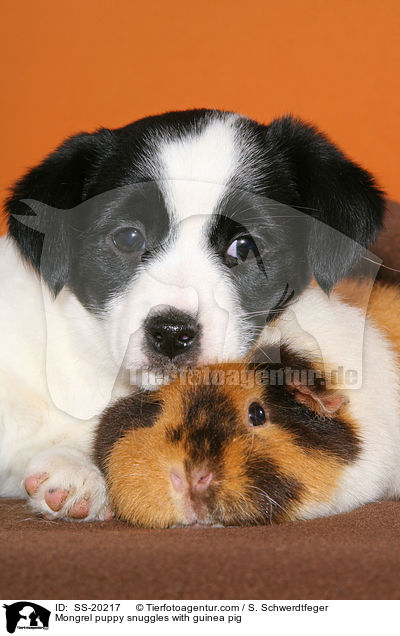 Mongrel puppy snuggles with guinea pig / SS-20217