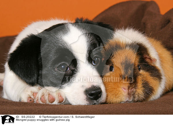 Mongrel puppy snuggles with guinea pig / SS-20222