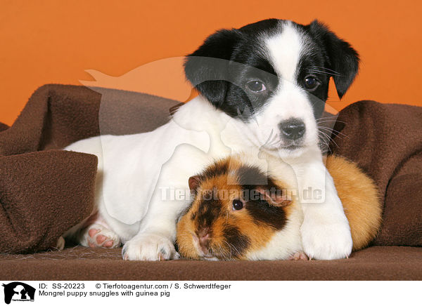 Mongrel puppy snuggles with guinea pig / SS-20223