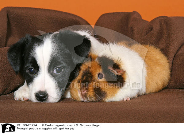 Terrier Welpe und Meerschwein / Mongrel puppy and guinea pig / SS-20224