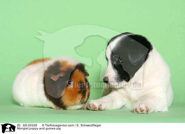 Mongrel puppy and guinea pig / SS-20226