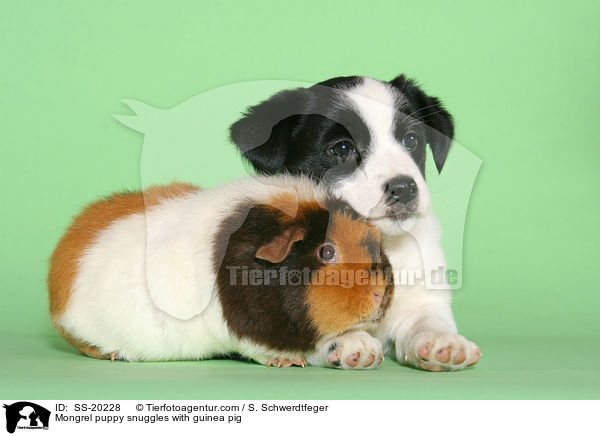 Terrier Welpe und Meerschwein / Mongrel puppy and guinea pig / SS-20228