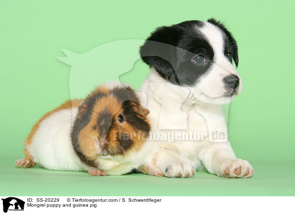 Mongrel puppy and guinea pig / SS-20229