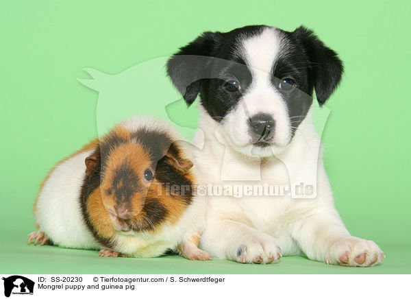 Terrier Welpe und Meerschwein / Mongrel puppy and guinea pig / SS-20230