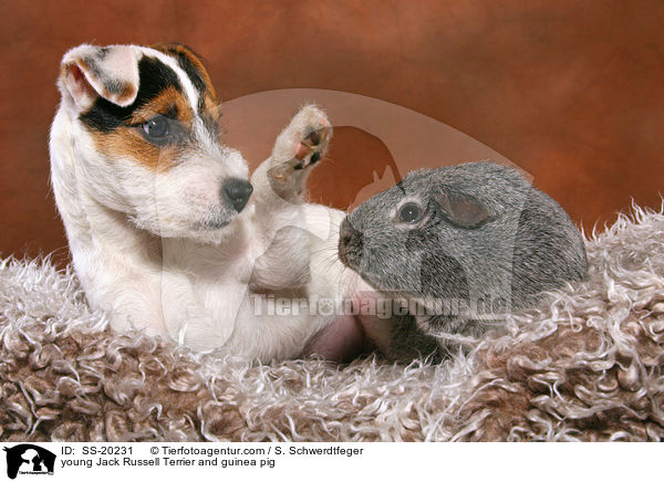 young Jack Russell Terrier and guinea pig / SS-20231