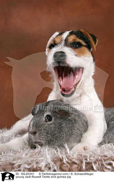 junger Parson Russell Terrier und Meerschwein / young Parson Russell Terrier and guinea pig / SS-20241