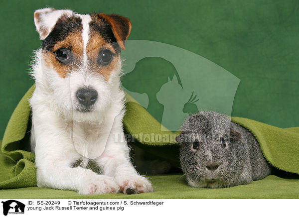 young Jack Russell Terrier and guinea pig / SS-20249