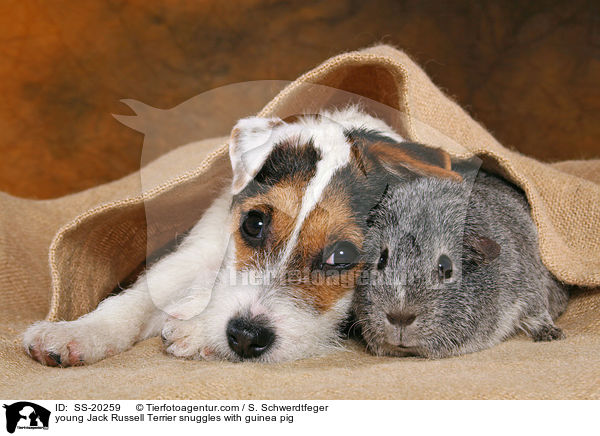young Jack Russell Terrier snuggles with guinea pig / SS-20259